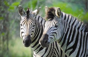 Kilimanjaro Zebra Lodge." "