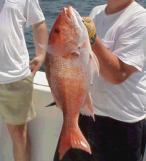 Red snapper,    