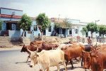 Эритрея - Деревня Гинда