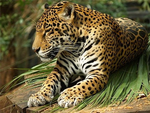  («Panthera onca») 