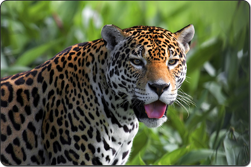 «Panthera onca»