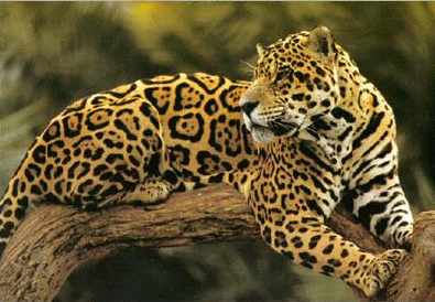  («Panthera onca») 