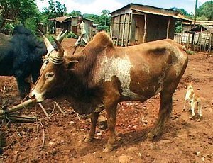 Зебу - так называется корова на Мадагаскаре