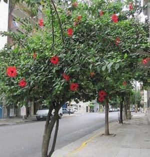   (Hibiscus elatus) -  