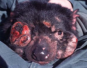    devil facial tumour disease 