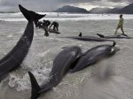 Австралия - Еще раз о китах-самоубийцах