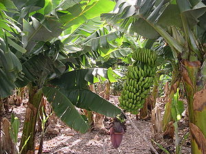  Выращиваются бананы