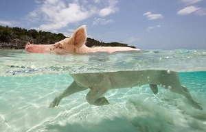 свиньи плавают в кристально чистой воде на Багамах