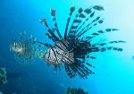 Багамские острова - Подводный мир Багамских островов