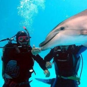 Знакомство с дельфинам