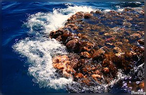 корраловый риф