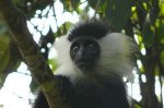 Руанда - Национальный парк Ньюнгве всегда рад своим посетителям