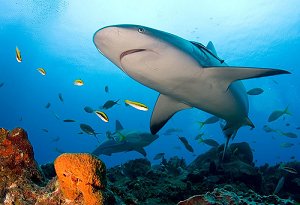 Акулы на Багамских островах