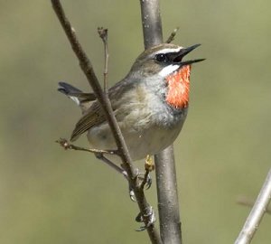  -(Luscinia calliope)
