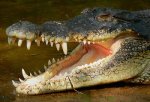 Австралия - Экстремальный туризм и охота на крокодилов в Австралии