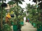 Бангладеш - В Бангладеш цветы и овощи выращивают прямо на крыше