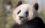 Китай - А где панда живет?