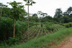    50      ,     , ,   