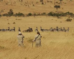  Masai r 