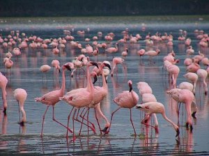   Nakuru