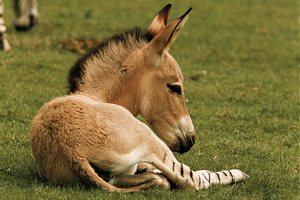    (Equus asinus)    
