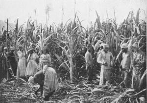    1909  Sugar cane plantation Jamaica
(1909)