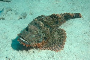 - ( stone fish) -      