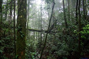   Kiau View Trail