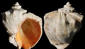Rapana thomasiana