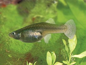 Gambusia affinis