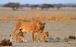 Ботсвана - Нксаи Пан - национальный парк