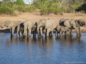 Самым вкусным лакомством для слонов являются сочные деревья мопани