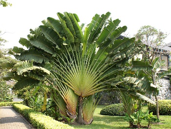 произрастает на Мадагаскаре такое растение, как равенала