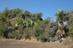 Мадагаскар - Благословенная пальма, превращающаяся в цветок