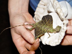 Draco volans 