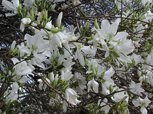 (Bauhinia variegata