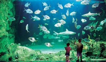 В океанариуме 17 громаднейших аквариумов