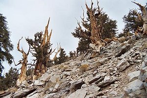  Ancient Bristlecone Pine Forest 