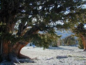  Ancient Bristlecone Pine Forest 