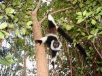 Мадагаскар - От лемуров  до лемуралий