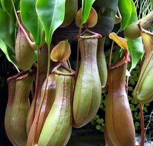 Хищное растение, произрастающее на Мадагаскаре