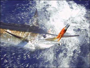 На багамах разрешается спортивная рыбная ловля