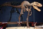 Аргентина - Доисторического ящера-охотника нашли в Аргентине