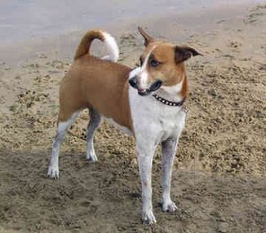 Арубская деревенская собака