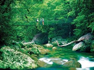 Daintree