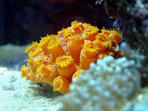 коралловый полип