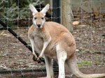Австралия - Страсти вокруг кенгуру