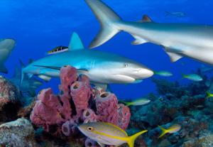 Рифовые акулы – это удивительные и красивые хищники