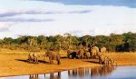 Зимбабве - Национальный парк Хванге