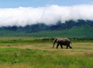 Это один из немногих в Африке районов, где сохранились естественные местообитания слонов